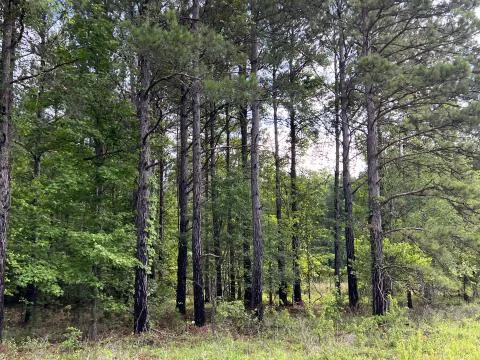 Sprayfield Road Tract — Hampton County, South Carolina