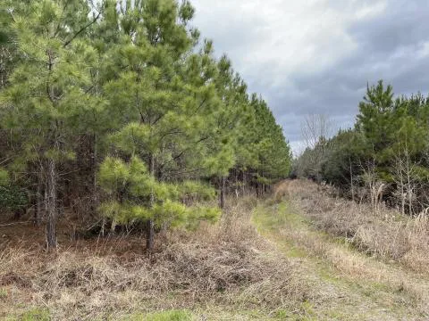 Laffitte Tract — Estill County, South Carolina