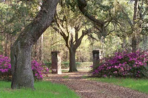 Pleasant Hill Plantation — Hampton County, South Carolina