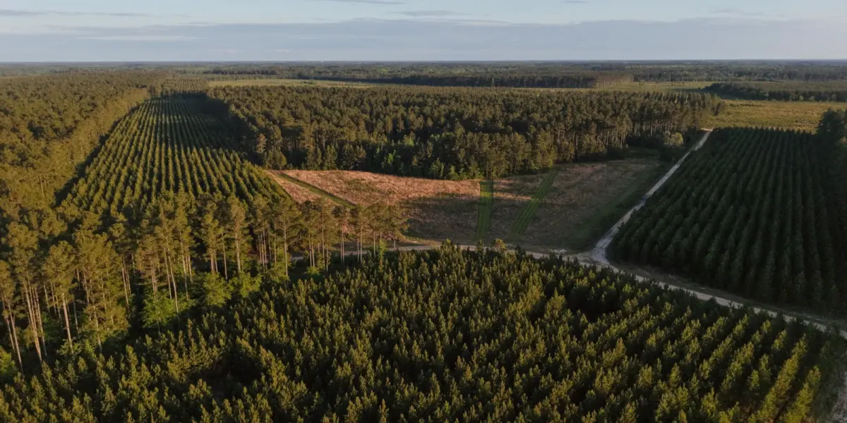 Rowesville Tree Farm — Orangeburg County, South Carolina