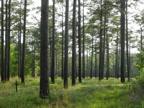 Swan Hill Plantation — Hampton County, South Carolina