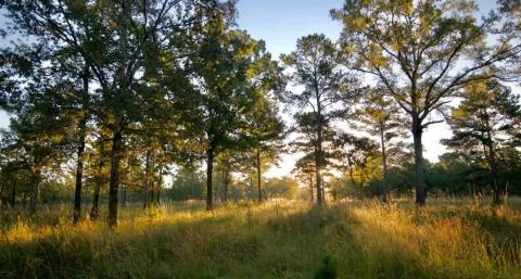 Twickenham Plantation – Parcels 3, 4, and 5 — Beaufort County, South Carolina