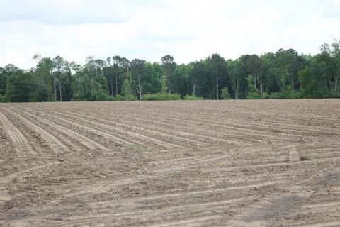 Radeker Tract — Orangeburg County, South Carolina