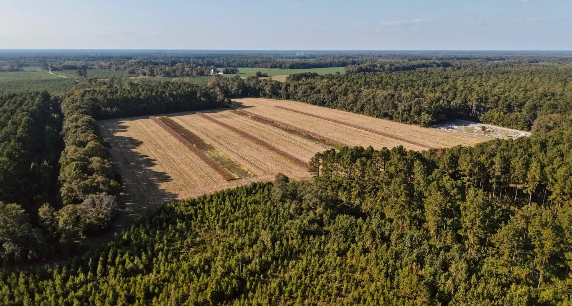 Drone aerial of managed Wise Batten timberland framing a cleared field in the South Carolina Lowcountry.