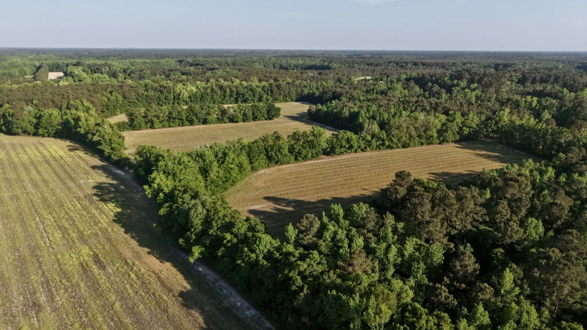 A managed pine stand in golden light across a family timber tract in the South Carolina Lowcountry.