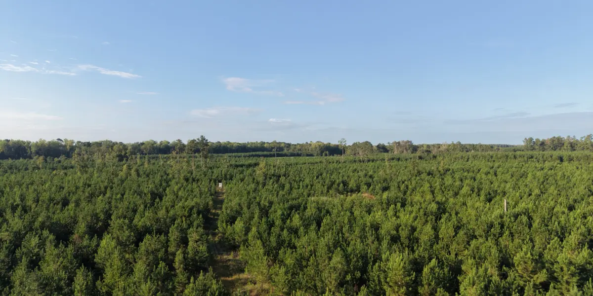 Peters Tree Farm — Hampton County, South Carolina