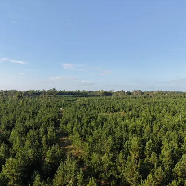 Peters Tree Farm — Hampton County, South Carolina