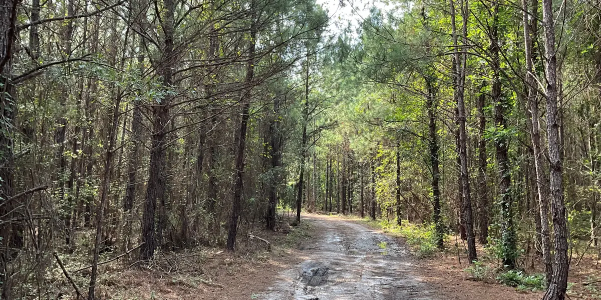 Pine Grove — Hampton County, South Carolina