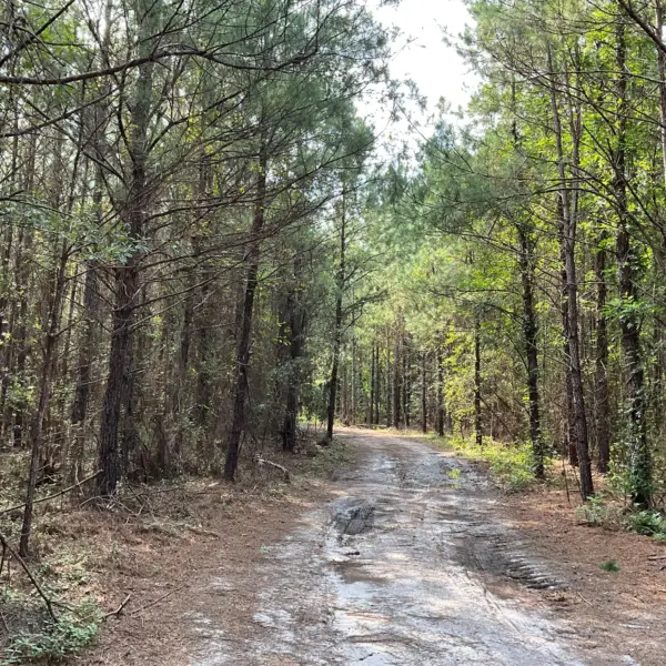 Pine Grove — Hampton County, South Carolina