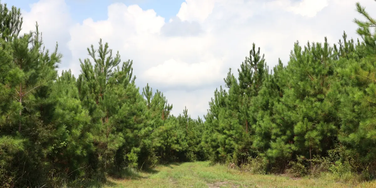 Hattler Tract — Colleton County, South Carolina