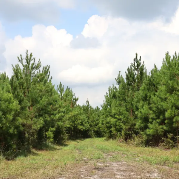 Hattler Tract — Colleton County, South Carolina