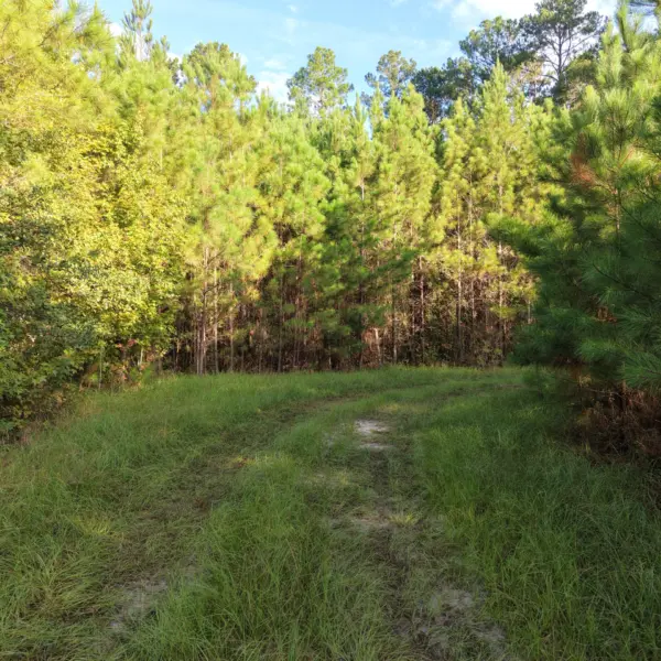 Peters Tree Farm — photo 2