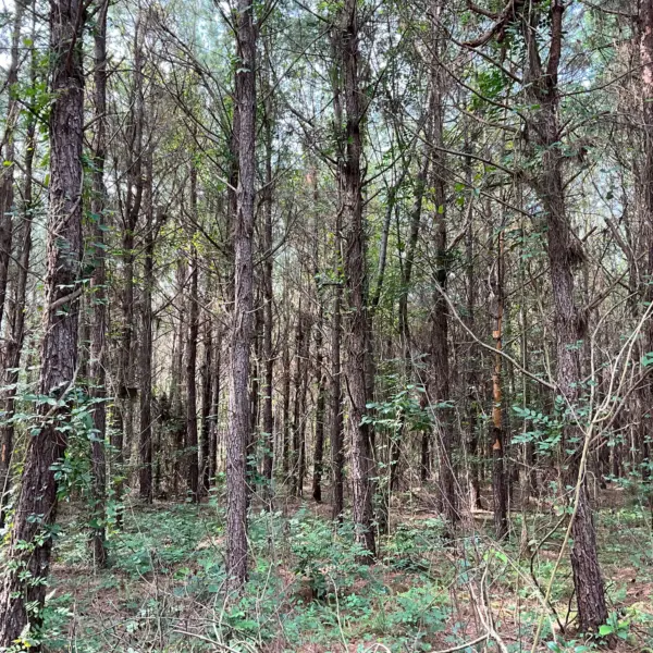 Pine Grove — photo 2