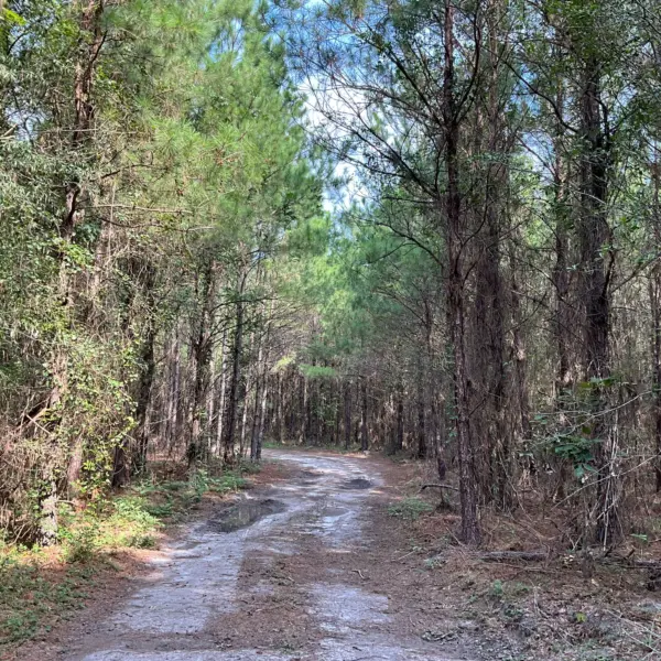 Pine Grove — photo 3