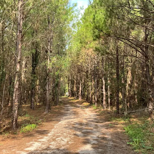 Pine Grove — photo 4