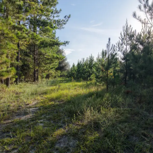 Peters Tree Farm — photo 5