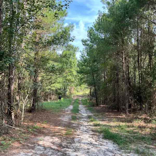Pine Grove — photo 5